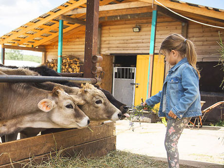 коровы на ферме