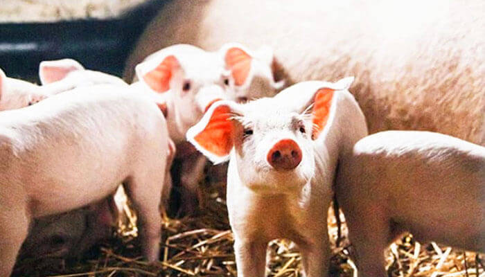 экскурсия на ферму